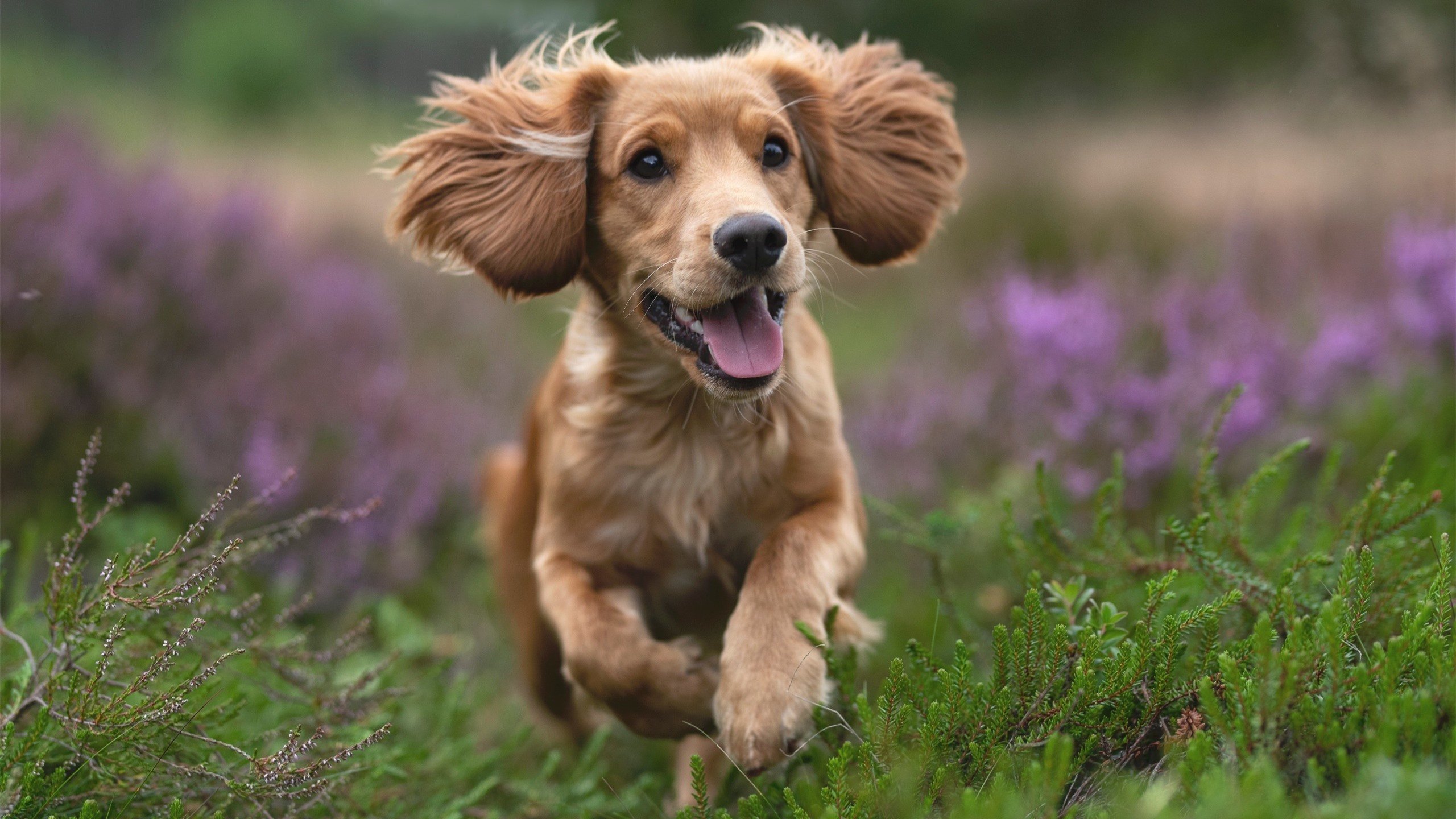 华体会网站-五大联赛老将依然坚挺经验价值凸显，五大联赛人员变动