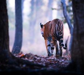 华体会官方网站-俄罗斯黑熊闯入城市致命事件引关注，俄罗斯黑熊犬