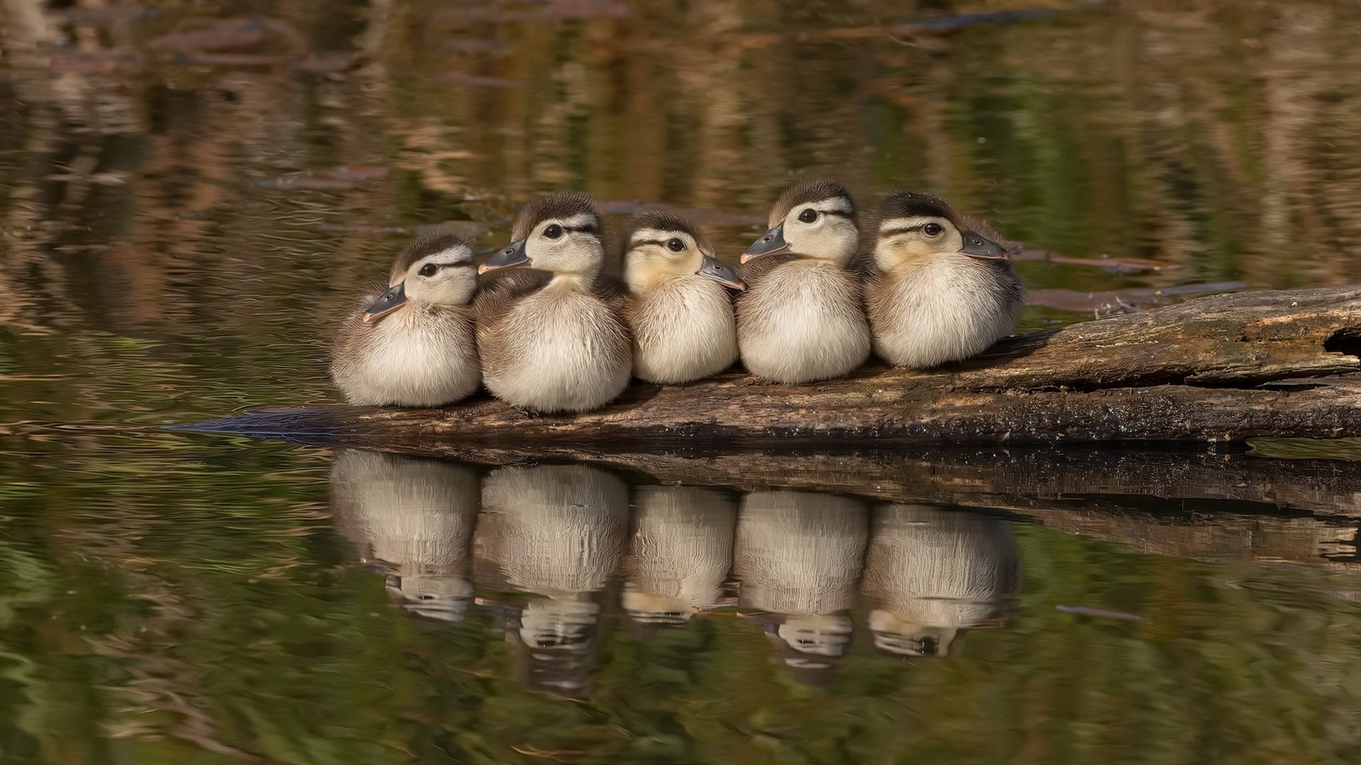 冠军林跃：跳水让我实现人生逆袭！，跳水奥运冠军林跃